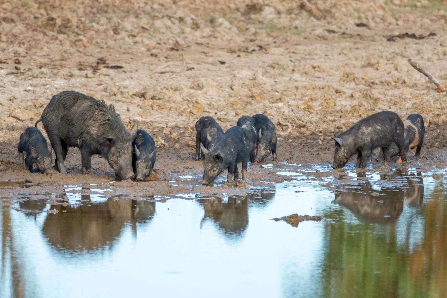 Family group of pigs at the edge of a waterhole covered in the mud. No vegetation is left on surrounding banks.