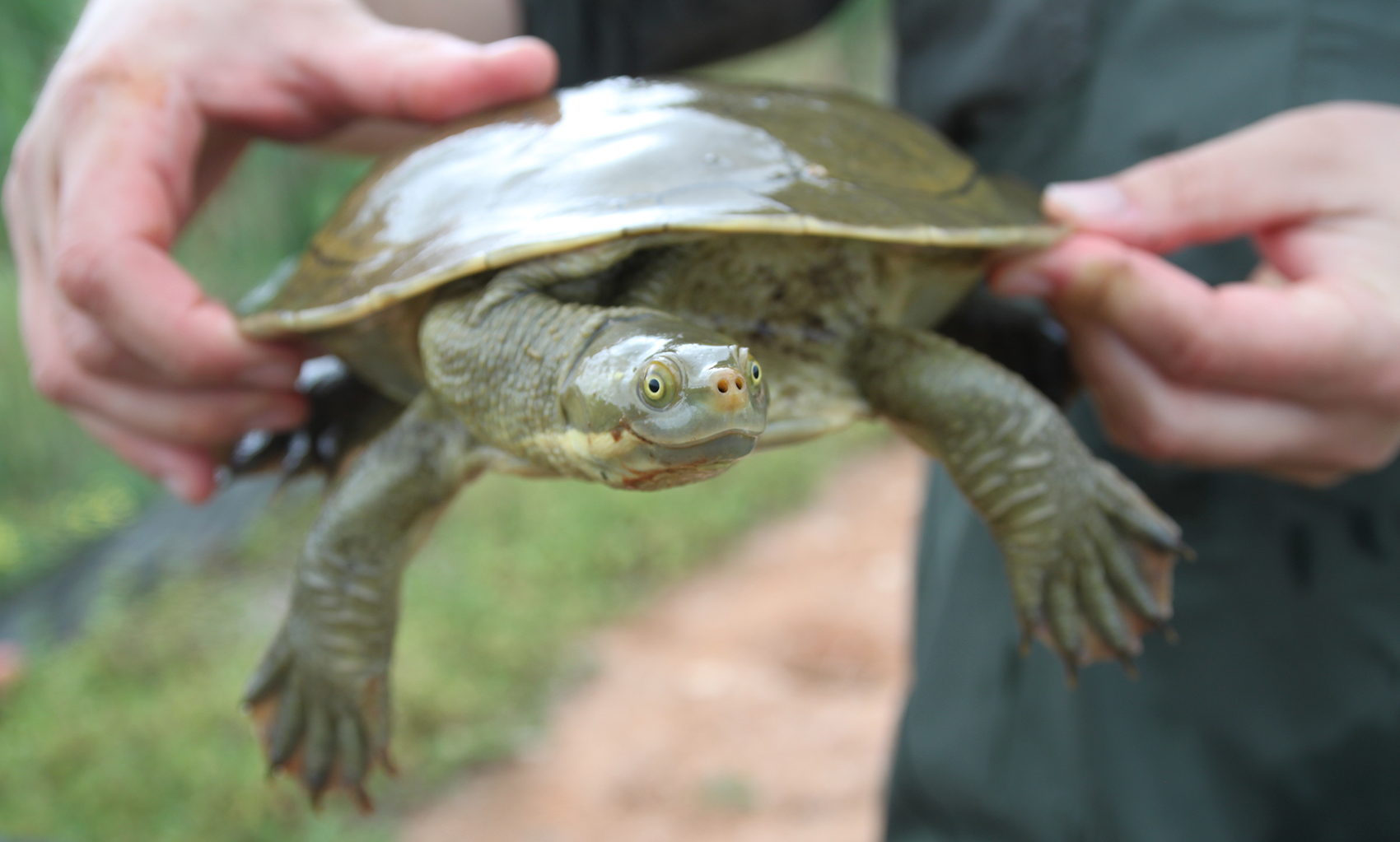 A person is holding, a slimy, olive green coloured short-necked turtle.