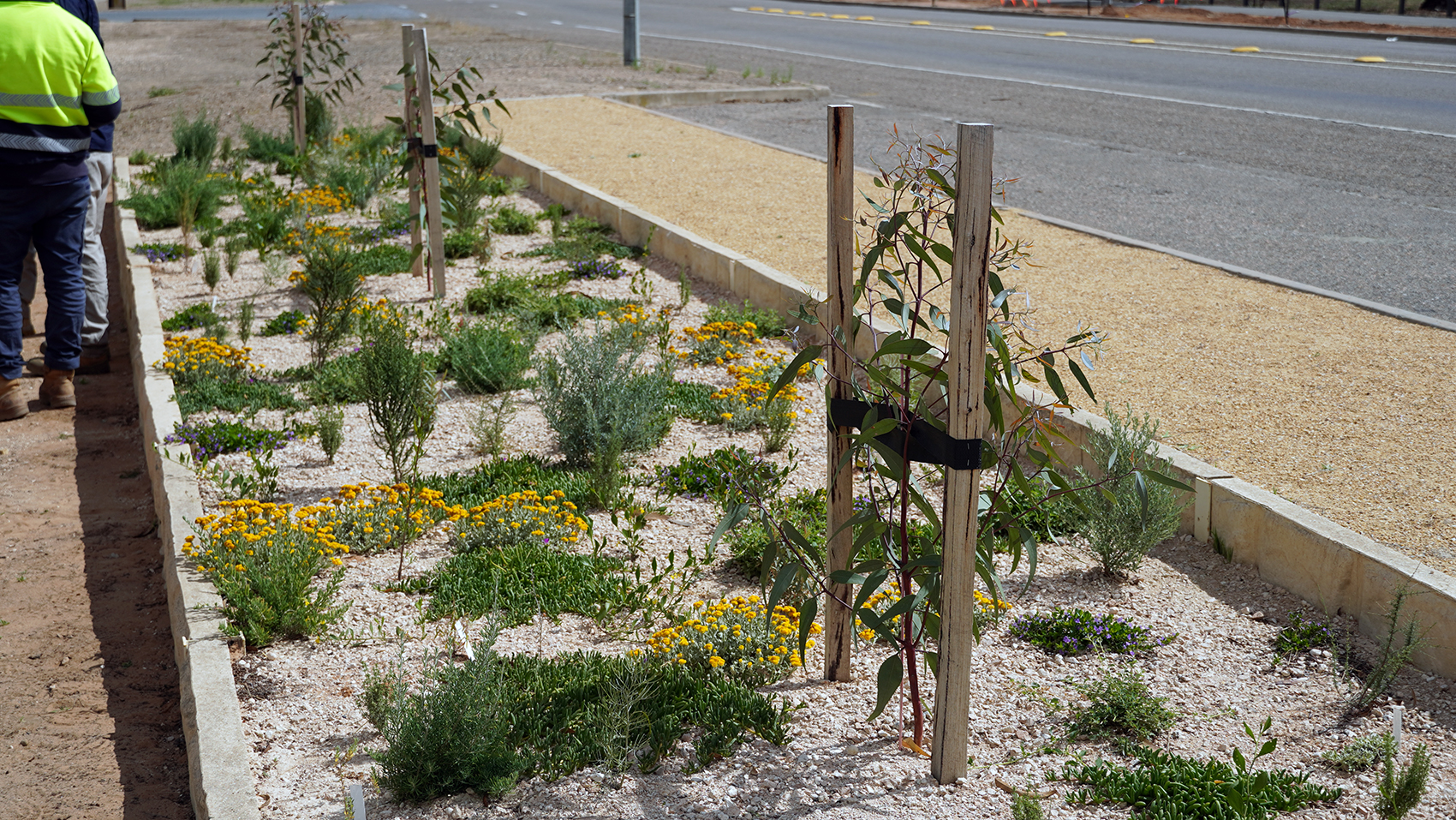 A sandy garden bed, with hardy plants, is besides a road.