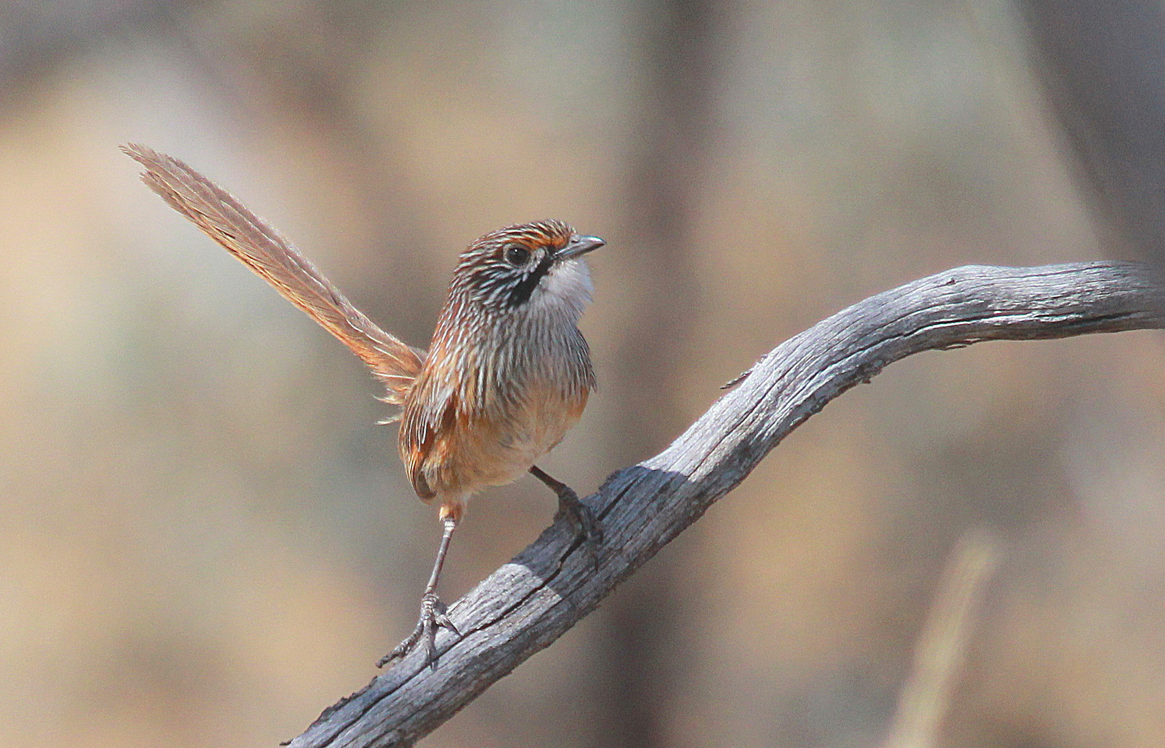 A small orange, brown and white bird, with light blue stripes, is perched on a thin branch.