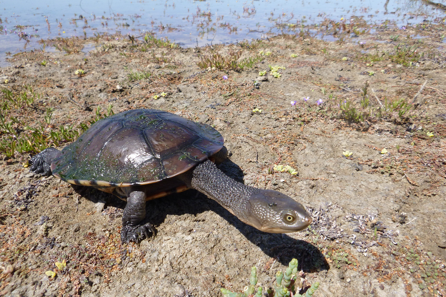 A brown turtle is walking along the dry dirt, besides a body of water.
