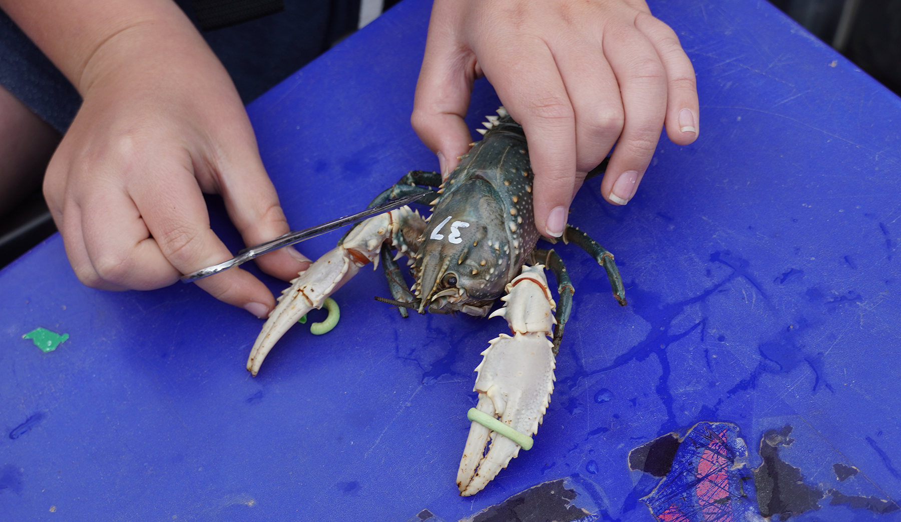 A person is holding a green coloured crayfish, with white claws.