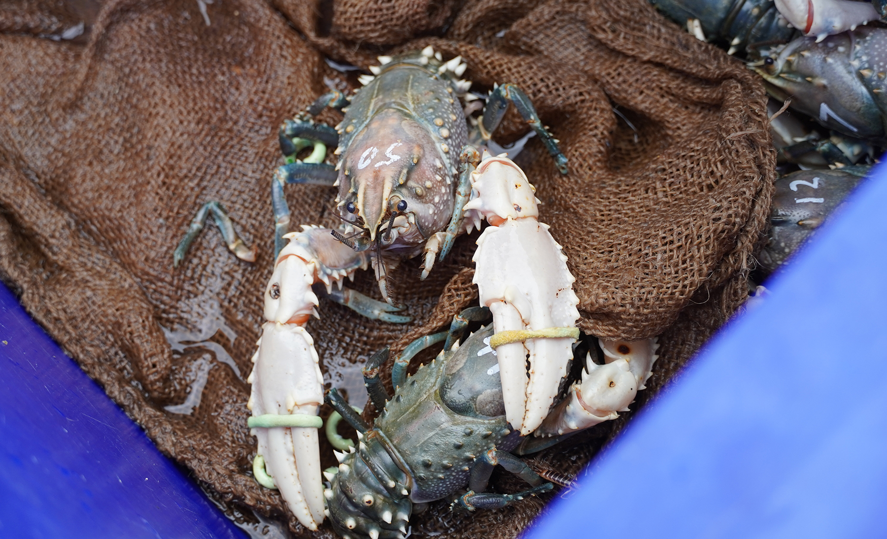 Green coloured crayfish, with white claws are sitting on brown, mesh sack.