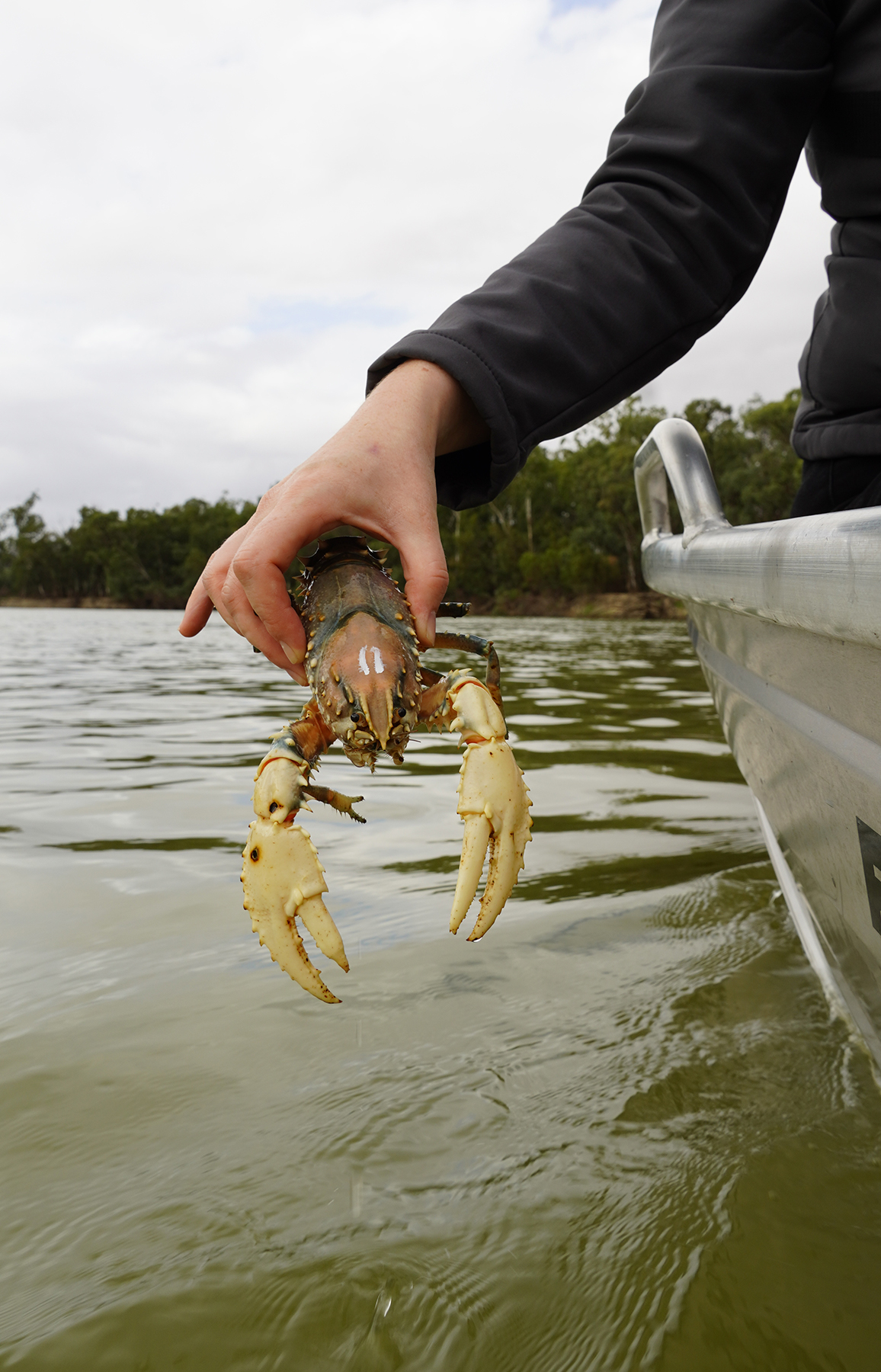 A person is holding a crayfish, with white claws above a body of water.
