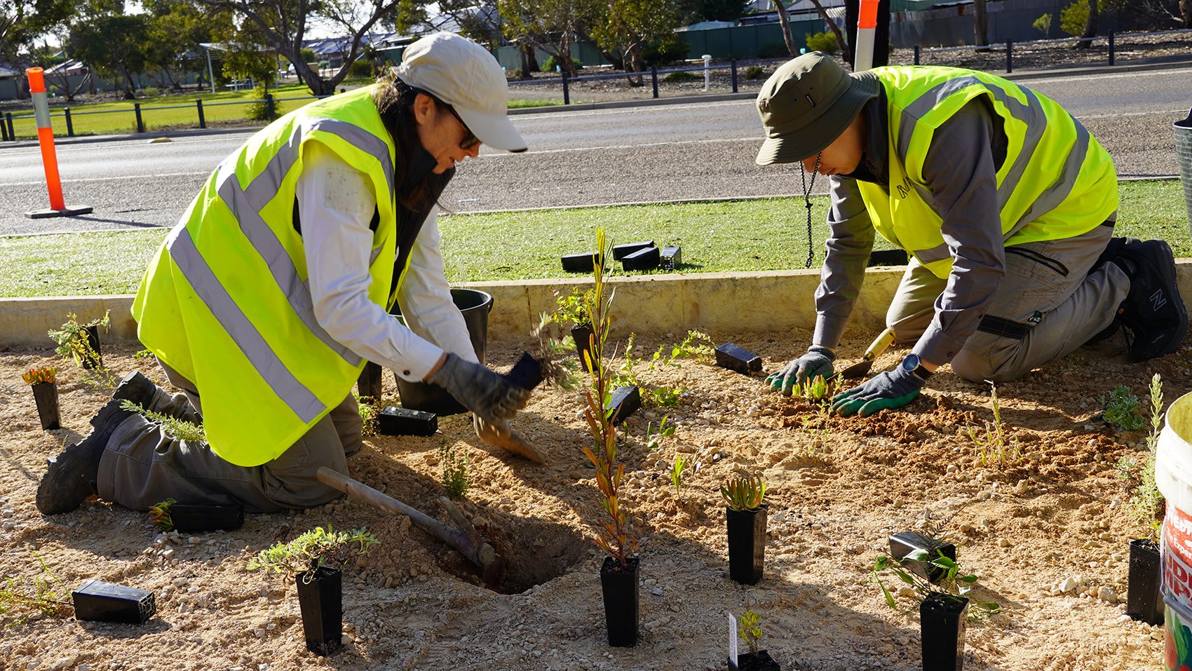 Two people are planting saplings in a sandy garden bed, besides a road.