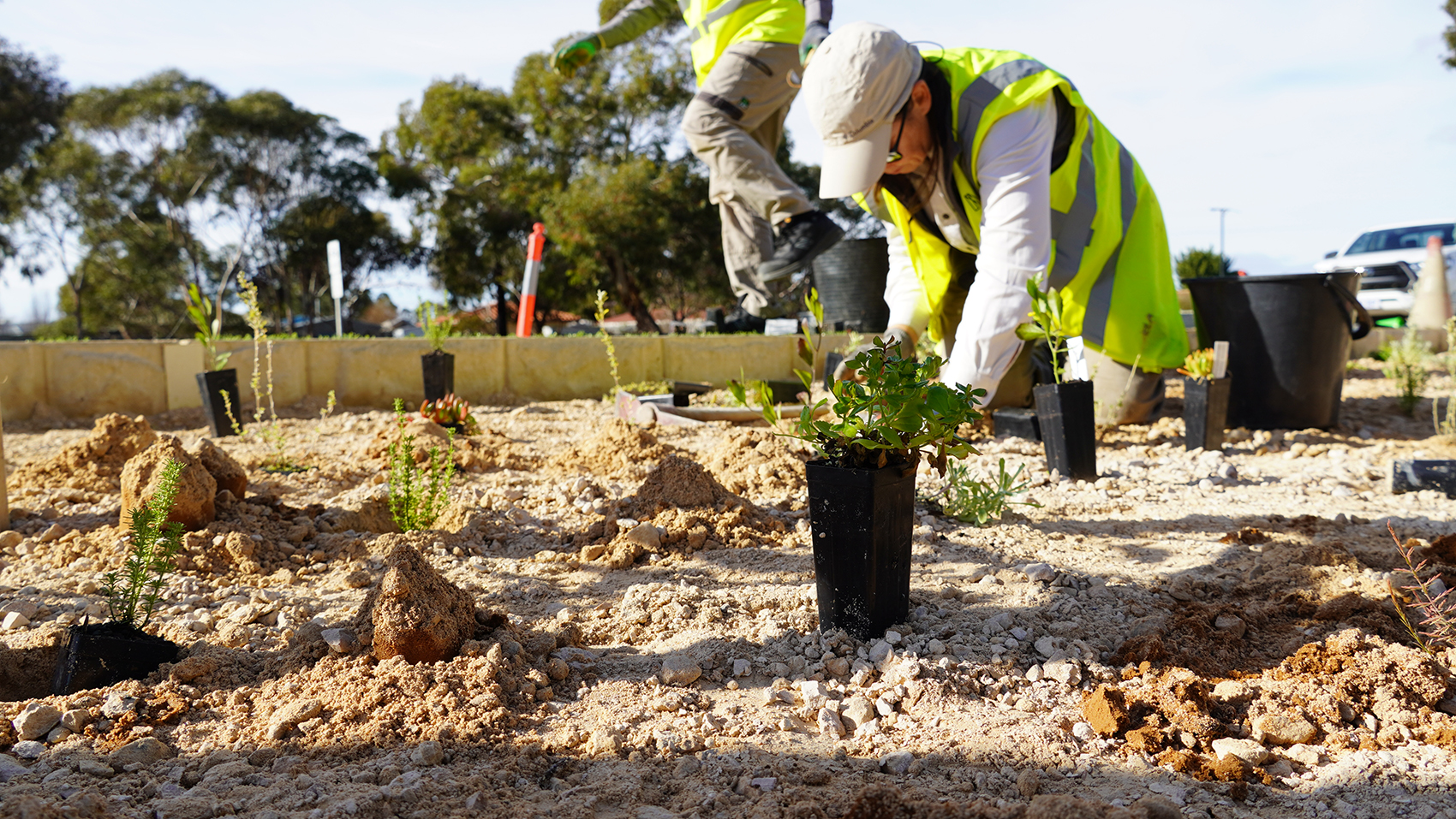 A person is planting saplings in a sandy garden bed.