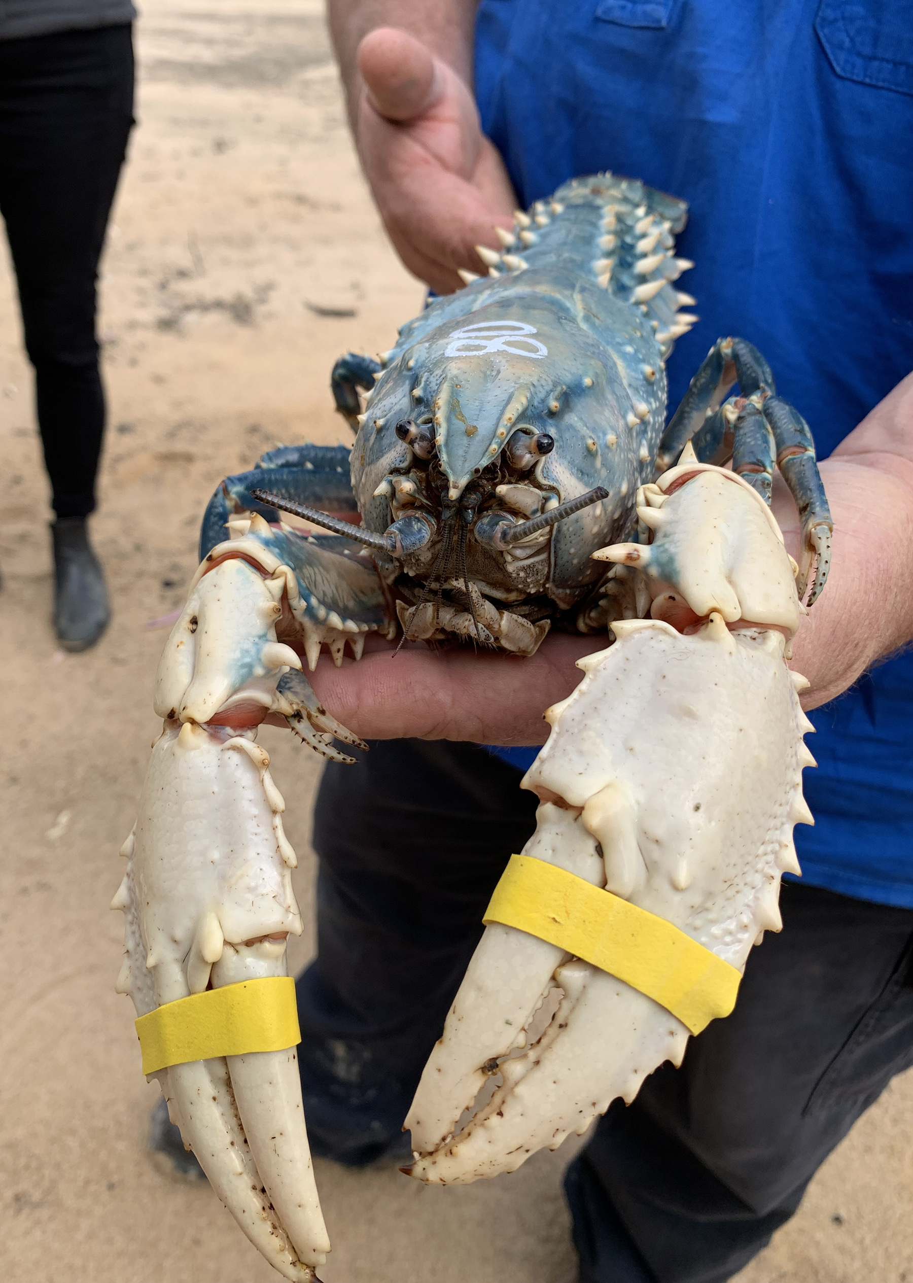 A person is holding a dark crayfish, with white claws.