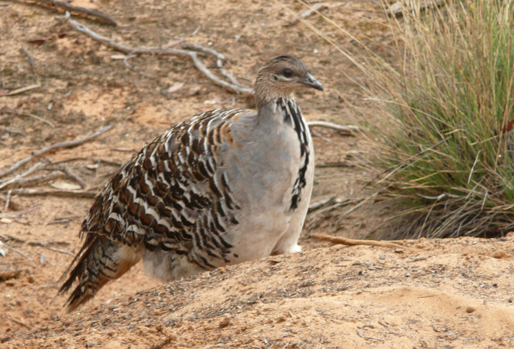 A medium sized bird with, grey, black and brown feathers, is standing next to a mound of dirt.