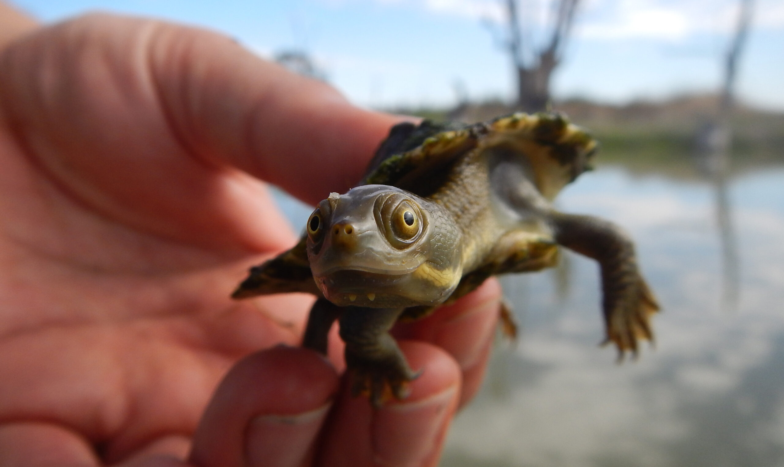 A person is holding a juvenile turtle.