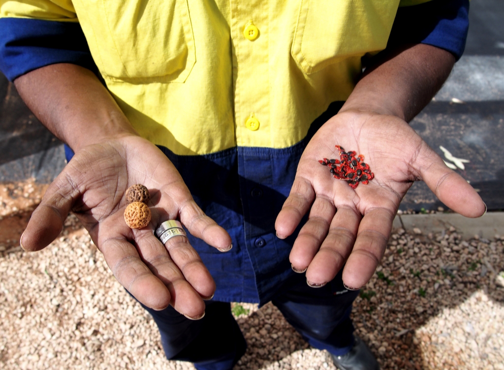 Two hands held out to the camera, with a collection of seeds in the palms.