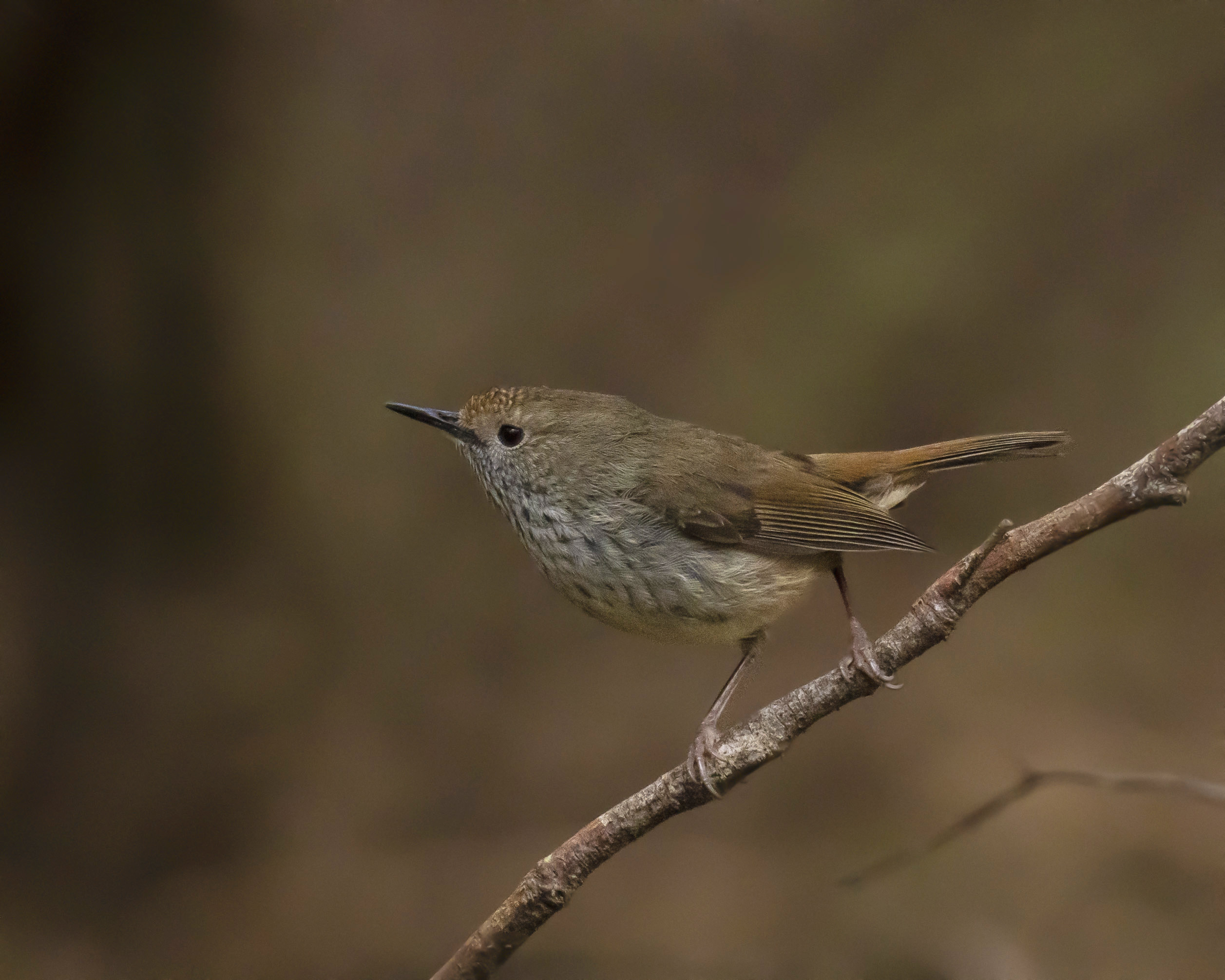 A small mottled brown bird perched on a thin twig.