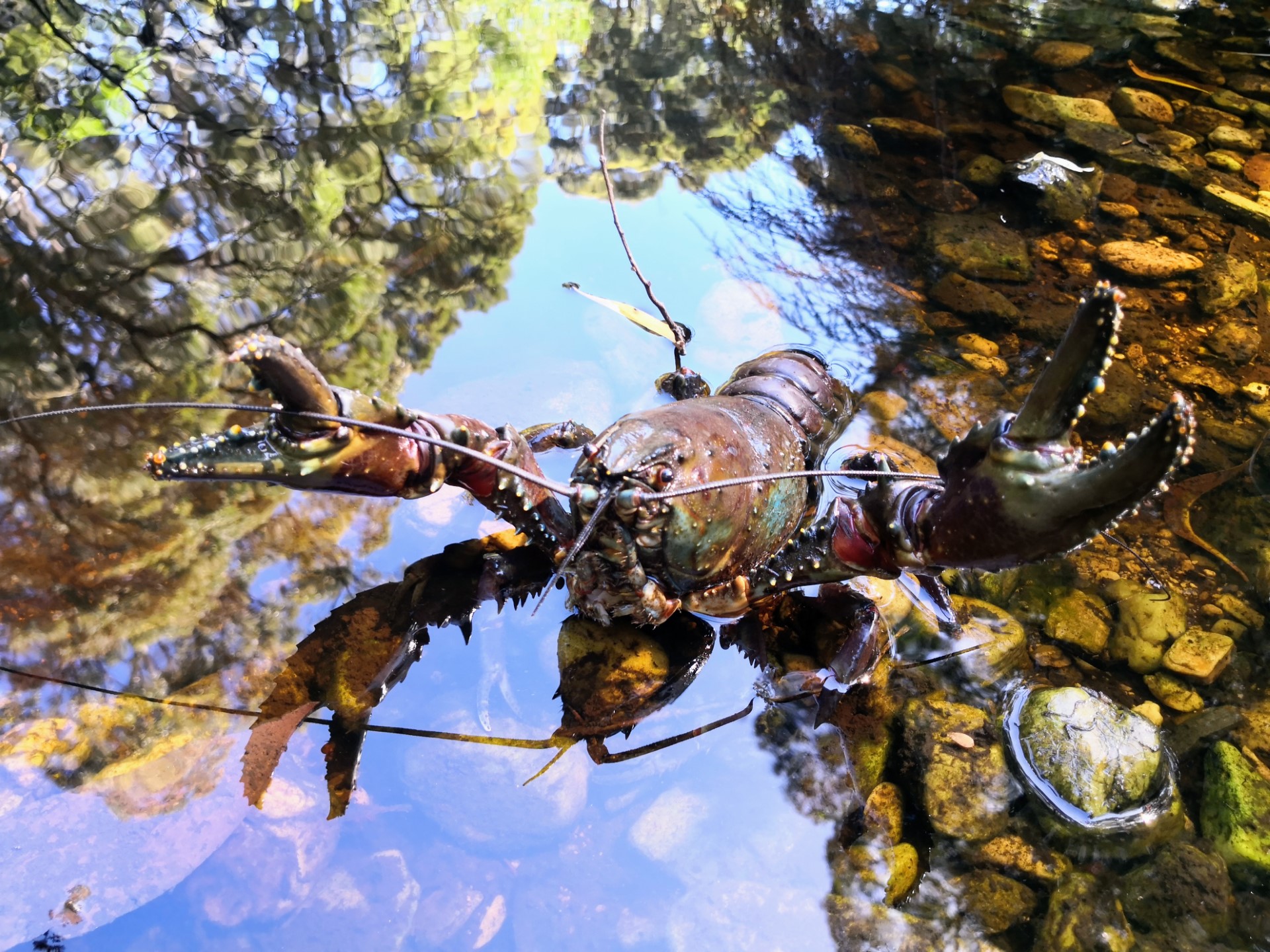 A large crayfish half submerged in a rocky creek, waves its claws towards the camera.