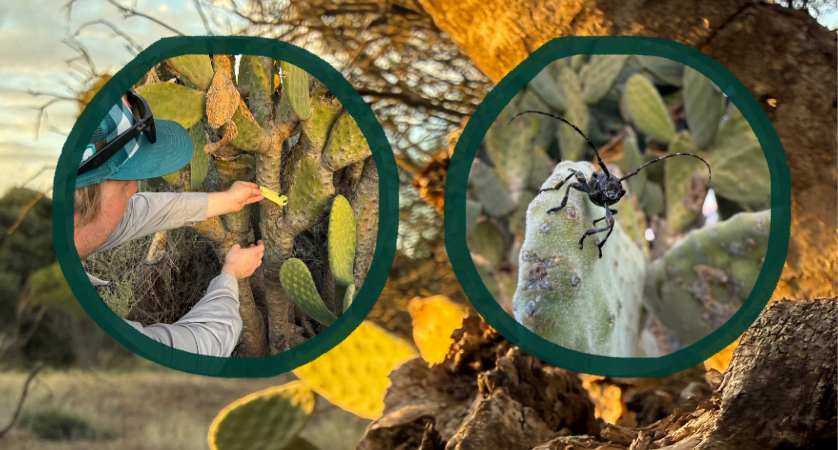 Background image of prickly pear near a tree trunk with two image insets, one showing prickly pear with a person holding something on the plant and the other a close up of the borer on a prickly pear.