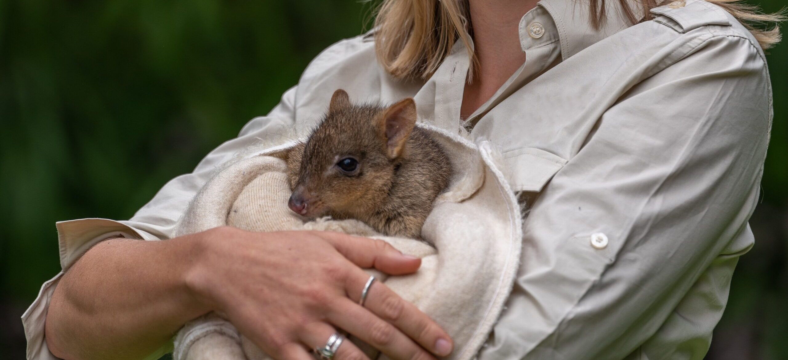 A person in khaki, is holding a fluffy, light brown Bettong.