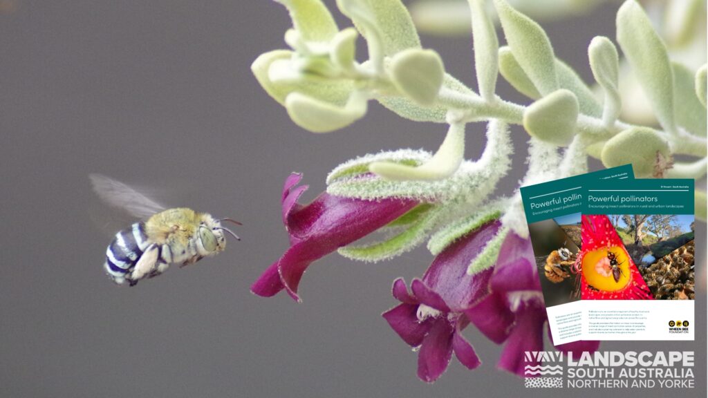 A blue banded bee in flight approaching a purple trumpet style flower.