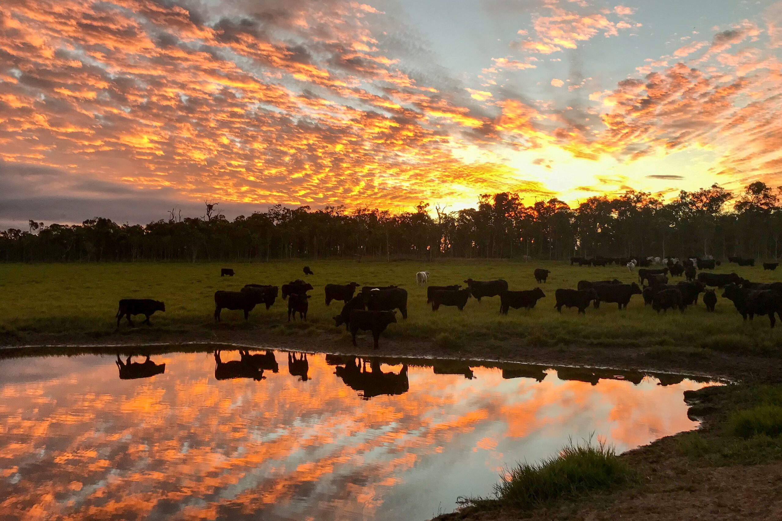 A herd of cattle next to a waterhole, with a brilliant sunset reflected in it.
