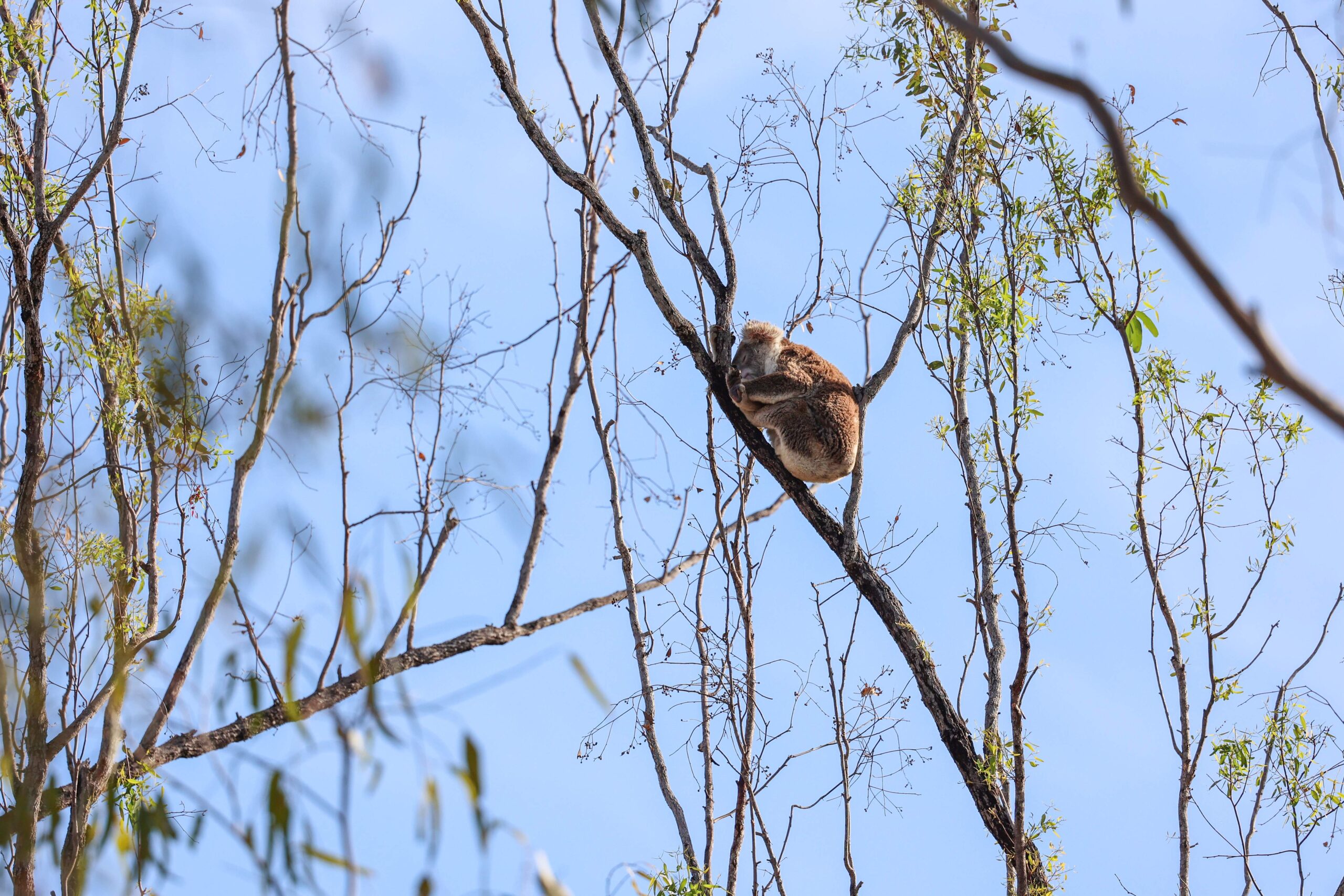 A lone koala in the top of a spindly tree in bushland.