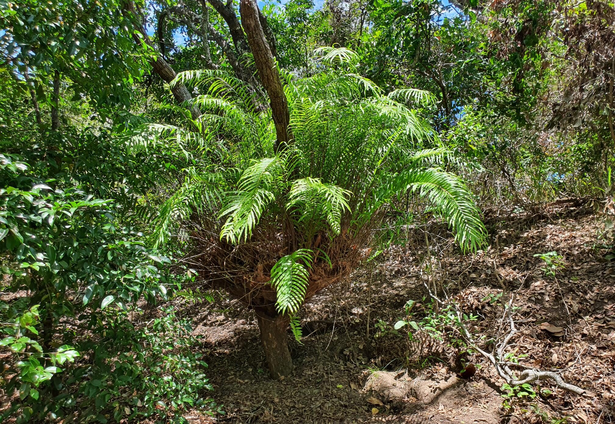 A large basket fern in the fork of a small tree, surrounded by low scrub.